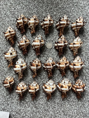 Murex seashells per pcs - murex,