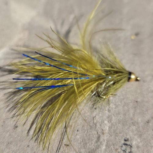 Blue flash damsel fly - x,