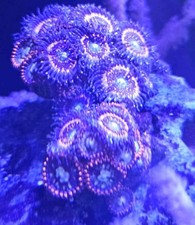 Orange Tangerine Zoanthid