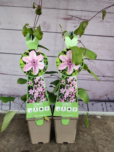Clematis hagley hybrid 9cm - hagley,
