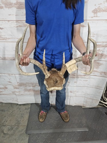 Wild point whitetail deer - 8,