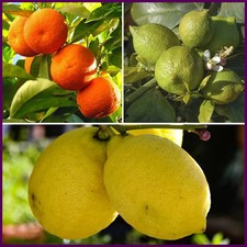 3 x Citrus Fruit Trees Orange