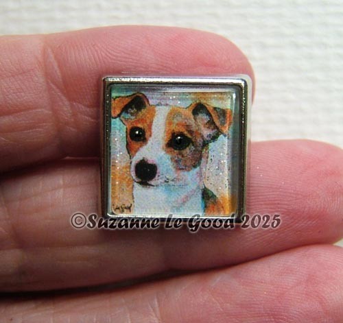 Jack russell terrier - terrier, dog