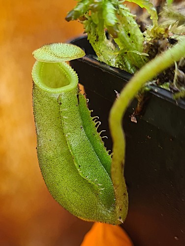 Nepenthes villosa veitchii - x,