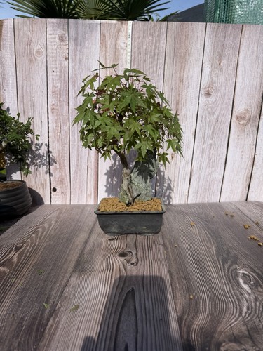 Japanese maple over rock - maple,