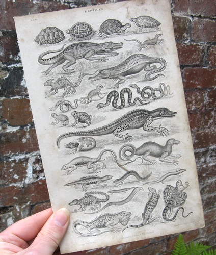 1870 reptiles ornithology - 1870,