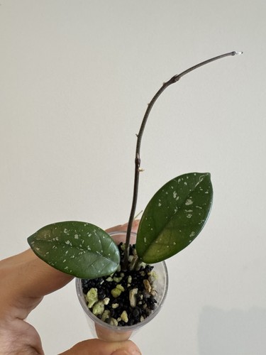 Hoya carnosa splash rooted - carnosa,
