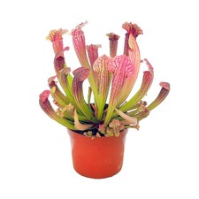 Sarracenia Pitcher Plant |