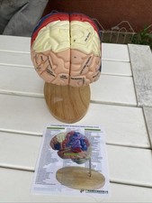 Human Brain Model 2 Times Life