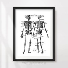 HUMAN SKELETON ANATOMICAL