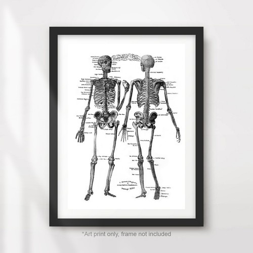 Human skeleton anatomical - human,