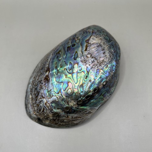 Polished paua abalone shell - polished,
