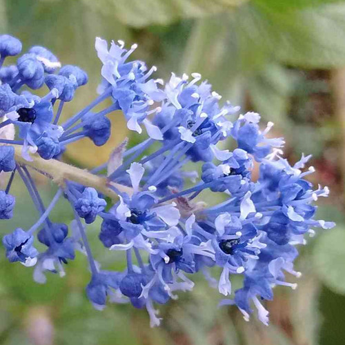 Ceanothus blue sapphire - ceanothus, 'blue
