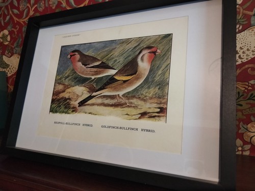 Vintage bird hybrid - vintage,