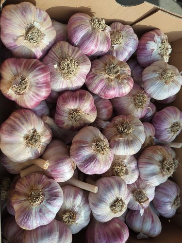 Fresh garlic cloves - cloves, for