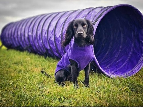 Dog agility tunnel 60cm - dog,