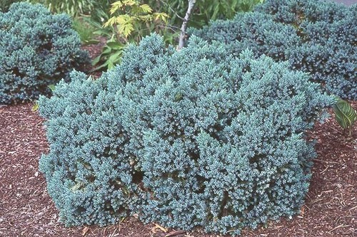 Juniper squamata blue star - squamata,