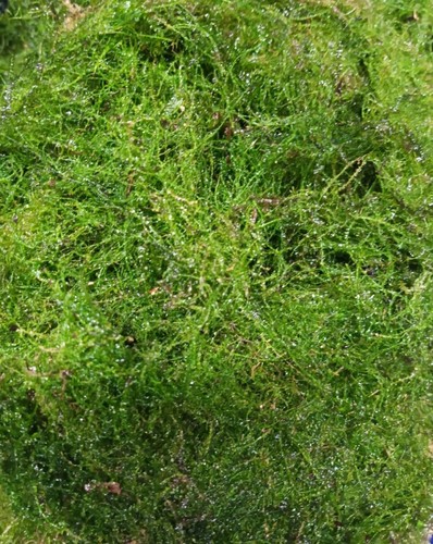 Java moss 500g - java, carpeting