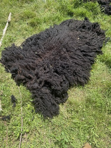 Hebridean sheep whole fleece - hebridean,