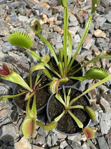 Venus fly traps established - traps,,