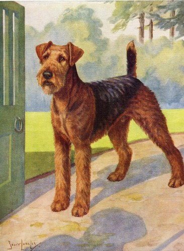 Airedale terrier vintage - terrier,