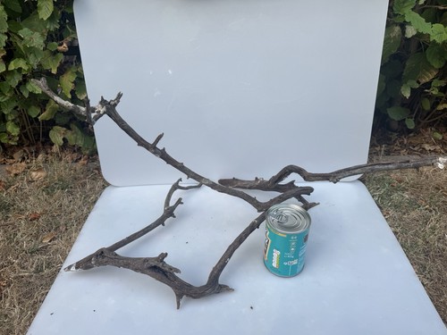 Bogwood spider wood corbo - bogwood,