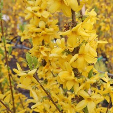 T&M Forsythia Shrub Flowering Garden Plant 'Goldrausch' 1 or 2 x 10L or 9cm Pots