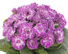 Double Primrose Primula Belarina® Candy Frost Perennial Plug Plants Pack x6 