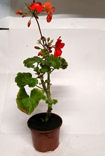 Red geranium - geranium, (pelargonium)