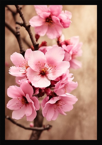 Vibrant cherry blossom framed - blossom,
