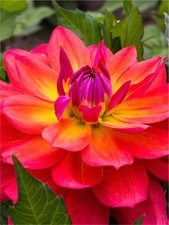 4 x Dahlia Firepot Bulbs -