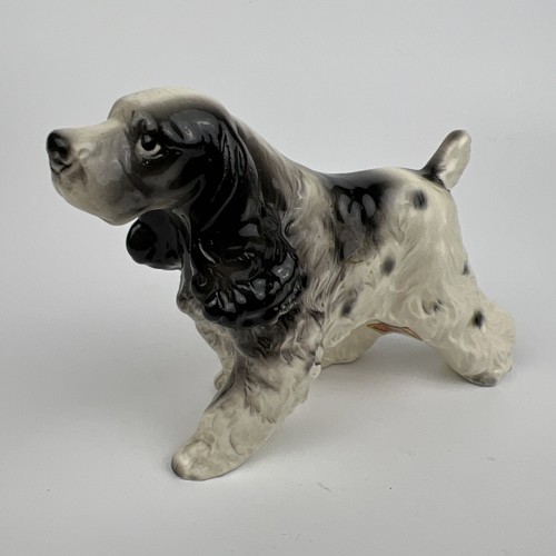 Cocker spaniel dog - cocker,