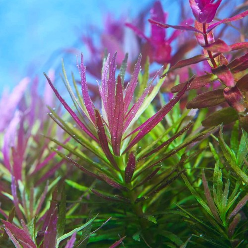 Limnophila aromatica red live - limnophila,