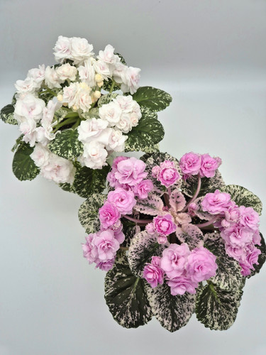 Very rare indoor blooming - very,