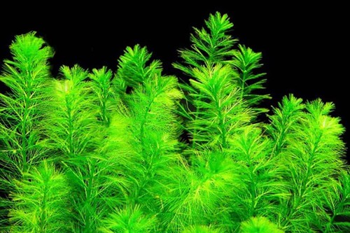 Oxygenating pond water - oxygenating,