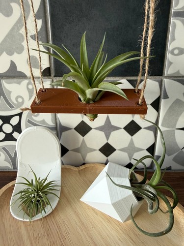 Printed air plant - printed,