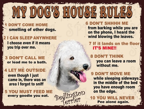 Bedlington terrier dog s - bedlington,
