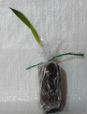 Mexican Fan Palm, Washingtonia