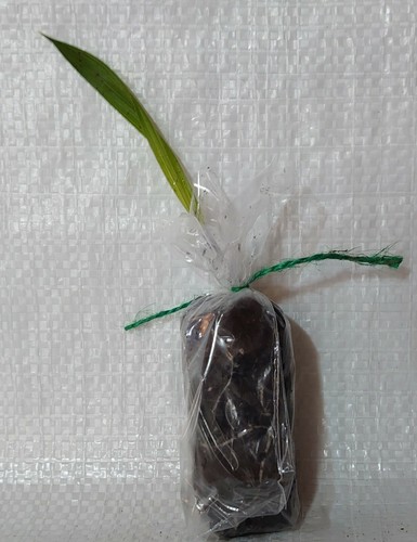 Mexican fan palm - mexican,