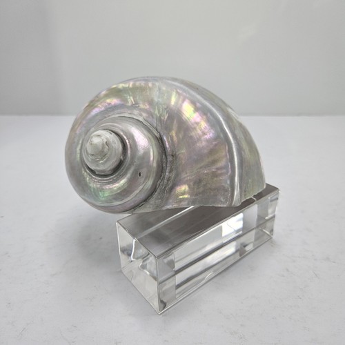 Turbo marmoratus shell - marmoratus,