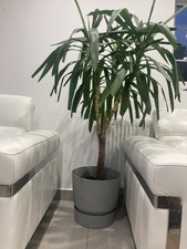 Large Yucca Plant for Sale In