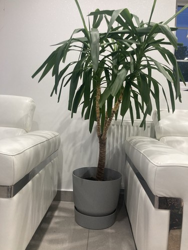 Large yucca plant for - yucca, in