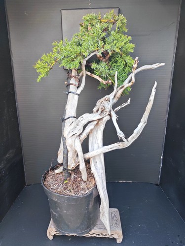 Tanuki needle juniper - )tanuki, bonsai