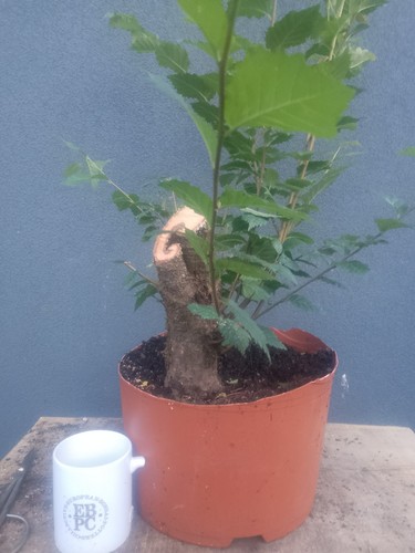 Elm bonsai tree yamadori - bonsai,