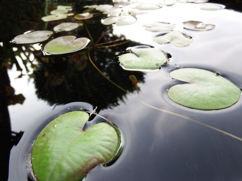 Frogbit floating just drop - floating,