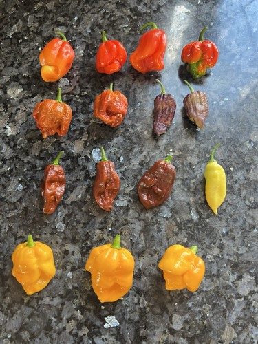 Mixed mega hot chillies - mixed,