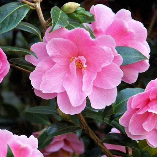 Camellia japonica donation - japonica,