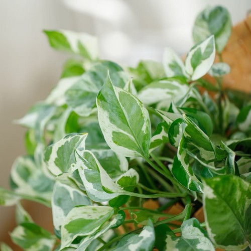 Pothos pearls and jade - ‘pearls, jade’