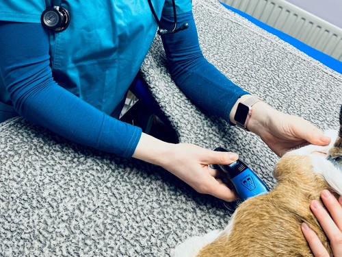 Professional veterinary - professional,
