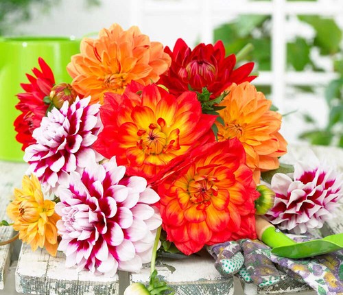 Dahlia double mix - 50,